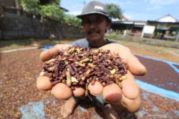 Hoaks! Kunyah cengkeh-kayu manis bisa tingkatkan kadar oksigen