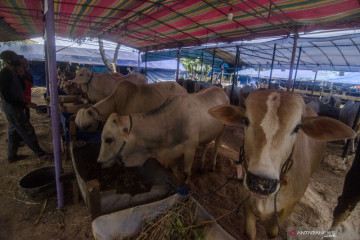 Penjualan hewan kurban mulai meningkat jelang Idul Adha