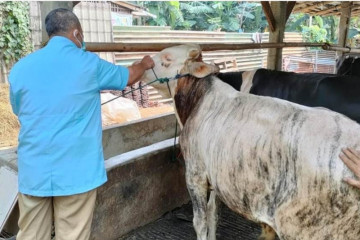 Warga Jakarta Timur diingatkan tak beli hewan kurban di zona merah