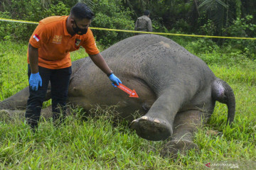 Seekor gajah Sumatra ditemukan mati dibunuh