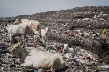 Sapi di TPA Putri Cempo