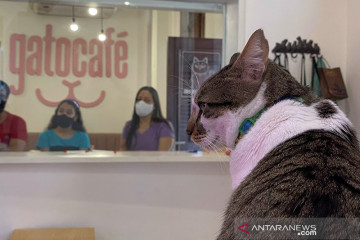 Meong! Kafe di Brasil jadi tempat nongkrong sekaligus adopsi kucing