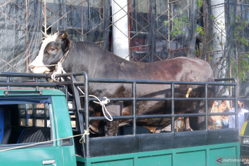 Sapi kurban bantuan Presiden diserahkan Gubernur Kalbar ke Kubu Raya