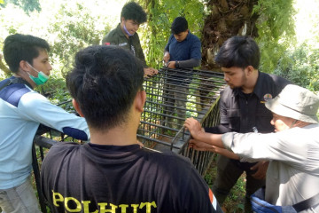 BKSDA Sumbar pasang perangkap harimau di Sungai Aur Pasaman Barat