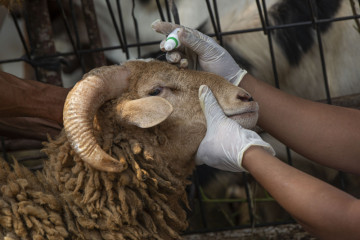 Krisis ekonomi, warga Tunisia kesulitan beli domba jelang Idul Adha