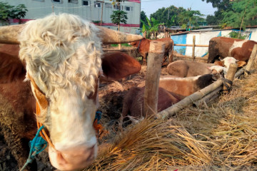 Kurban di masa pandemi, saat ketaatan manusia diuji