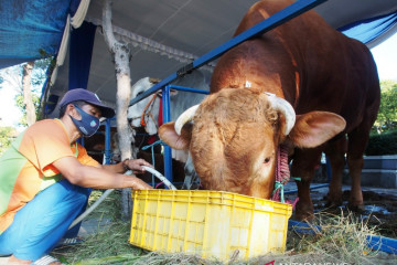 Jokowi berkurban sapi berbobot 1,2 ton di Masjid Al Akbar Surabaya