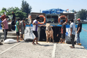 30 hewan kurban diangkut kapal menuju Kepulauan Seribu