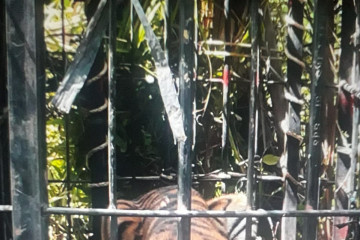 Masuk perangkap, BKSDA selamatkan harimau sumatera di Pasaman Barat