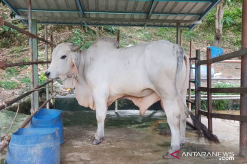 Muhammadiyah Malaysia berkurban 15 sapi dan 12 kambing