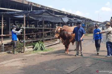 Anies serahkan sapi limousin seberat 1,1 ton kepada Korpri Jaktim