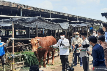 Wagub DKI beli sapi kurban dari peternak di Jakarta Selatan