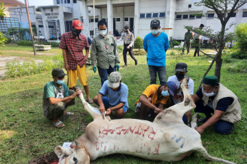 Kepulauan Seribu sembelih 224 hewan kurban pada Hari Raya Idul Adha