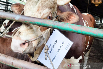 Kejagung salurkan 18 ekor sapi kurban untuk masyarakat dan pegawai
