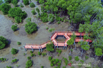 KKP: Padat karya mangrove bantu pulihkan perekonomian nasional