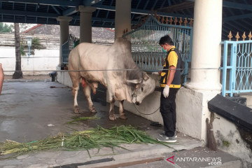 Presiden berkurban dua ekor sapi di dua masjid Kota Solo