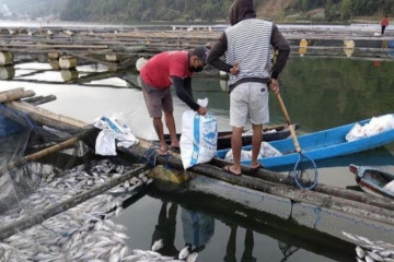 Ribuan ikan nila di Danau Batur Bali mati keracunan belerang