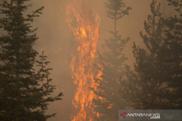 Kebakaran hutan di Oregon hanguskan wilayah lebih dari 300 ribu hektare