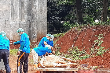 60 hewan kurban disembelih di kantor Wali Kota Jaksel pada Rabu