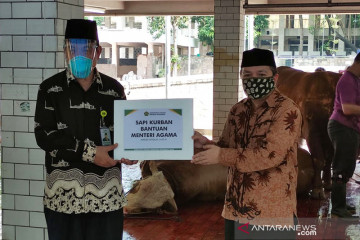 Kemenag serahkan sapi kurban ke pengurus Masjid Istiqlal