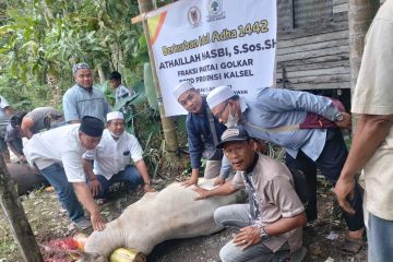 Tanah Bumbu datangkan sapi kurban dari luar provinsi