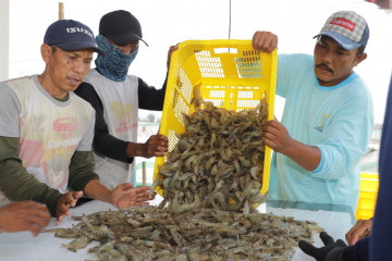 Tingkatkan produksi, KKP salurkan 2,1 juta benih udang di Aceh