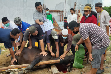 Hewan kurban di Kalbar Tahun1442 H capai 12.561 ekor