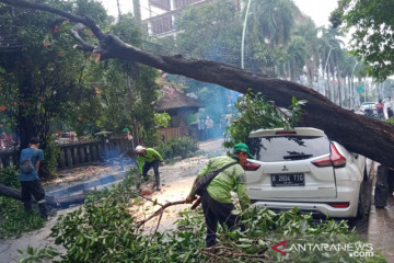 Hujan deras membuat pohon di Cut Meutia tumbang timpa satu mobil