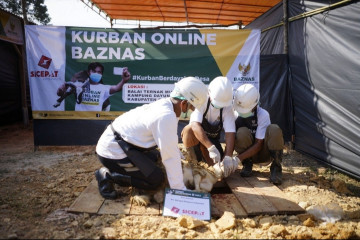 Digitalisasi, BAZNAS tingkatkan pengumpulan kurban 75 persen