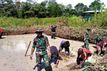 Satgas TNI bersama warga Papua di perbatasan budidaya ikan nila