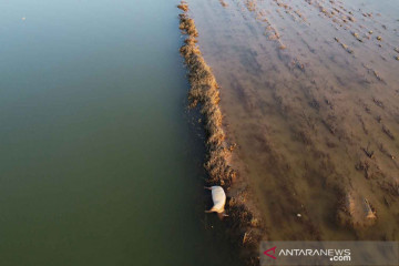 Ternak terdampak banjir di Provinsi Henan, China