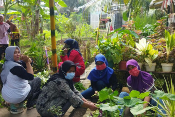Kelompok Tani Fatmawati panen sayuran hasil pertanian perkotaan