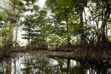 ACB: Hutan mangrove ASEAN lindungi masyarakat hadapi perubahan iklim