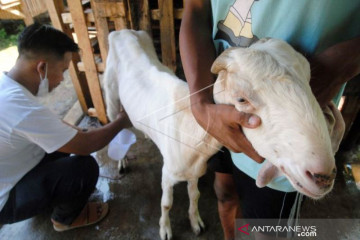 Permintaan Susu Kambing Etawa Meningkat