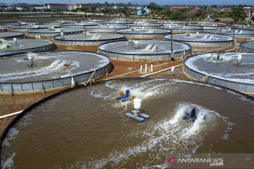 KKP bantu akses induk udang unggul ke pembudidaya skala rumah tangga