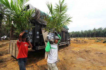 IPB: Klaim kawasan hutan jangan hambat peremajaan sawit rakyat