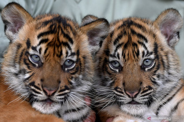 Koleksi harimau sumatera Taman Safari Prigen bertambah dua ekor