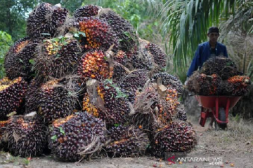 Kejati didesak tetapkan tersangka kasus replanting sawit di Nagan Raya