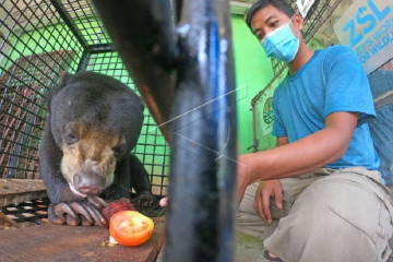 Perawatan beruang madu yang terlibat konflik