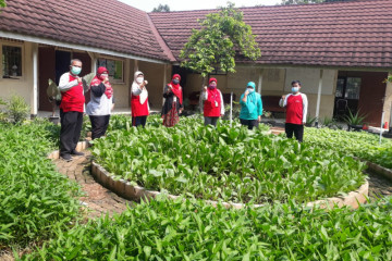 Balai Penyuluh Pertanian Ujung Menteng panen raya 90 kilogram sayur