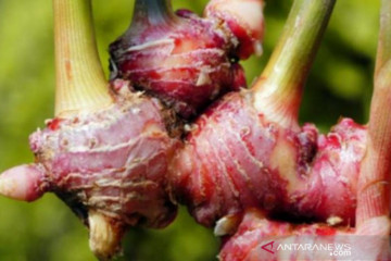Pemda Babel - IKM sepakati harga jahe merah Rp150.000/kilogram