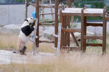 Pesta ulang tahun digelar untuk panda raksasa di Finlandia