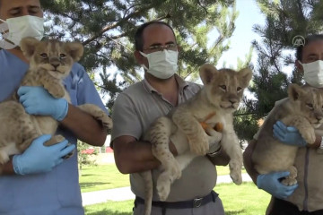 Tiga bayi singa pukau pengunjung sebagai maskot kebun binatang