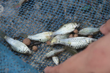 Melestarikan ikan endemik Danau Singkarak dari kepunahan