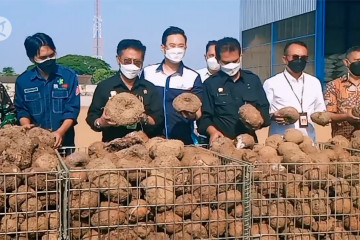 Mentan dorong porang Madiun bersaing di pasar global