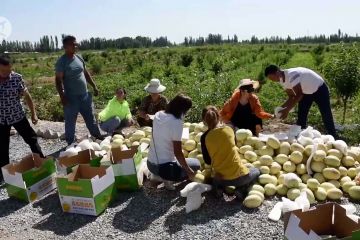 Musim panen melon di Xinjiang telah tiba