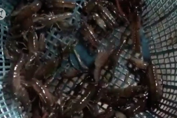 Penangkapan benih lobster hanya untuk budi daya dalam negeri