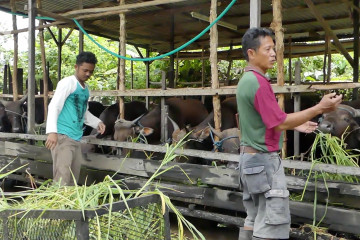 Permintaan sapi kurban di Banjarmasin justru meningkat