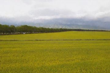 Hamparan bunga rapeseed bermekaran indah di Xinjiang, China