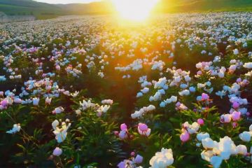 Keindahan lautan bunga botan bermekaran di Mongolia Dalam